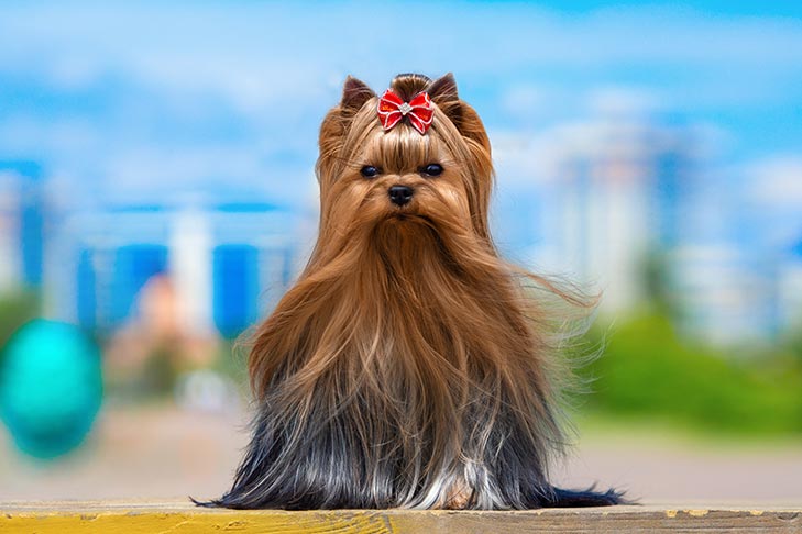 تصویر یورکشایر تریر (Yorkshire Terrier)